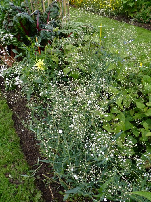 Gypsophila paniculata 'Bristol Ruby' (2)
